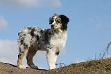 BERGER AUSTRALIEN PUPPIES 369